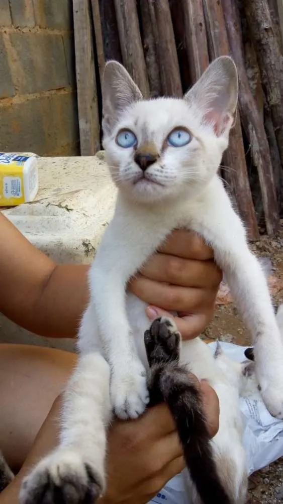 Gato ra a Não sei lisa idade 2 a 6 meses nome Não tem