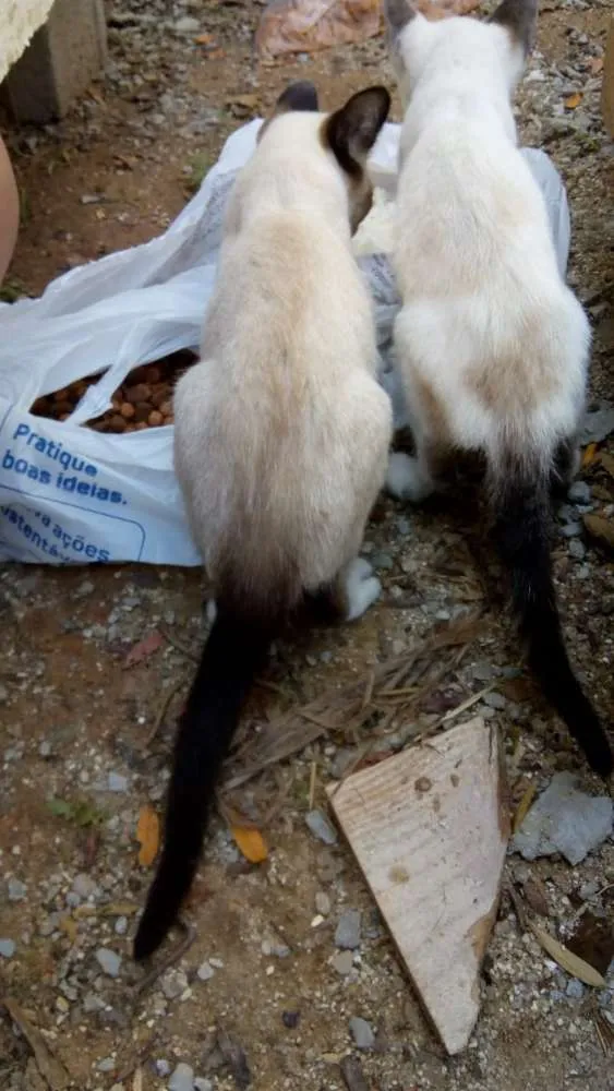 Gato ra a Não sei lisa idade 2 a 6 meses nome Não tem