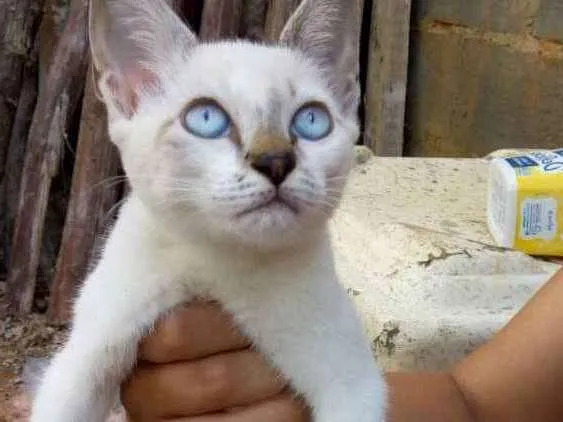 Gato ra a Não sei lisa idade 2 a 6 meses nome Não tem