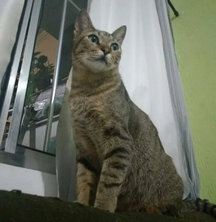 Gato ra a vira lata idade 1 ano nome Afonso