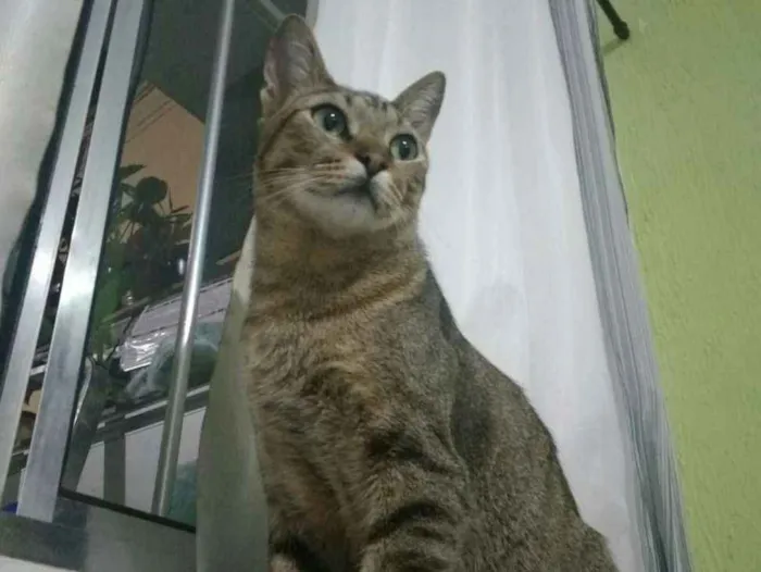 Gato ra a vira lata idade 1 ano nome Afonso