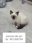 Não  tem