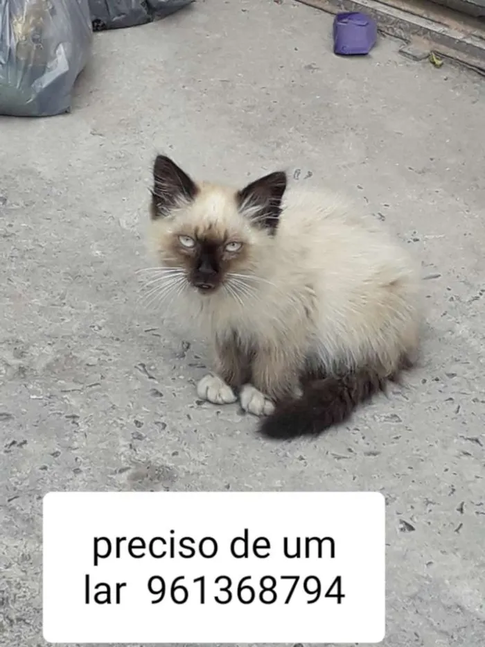 Gato ra a Viralata idade 2 a 6 meses nome Não  tem