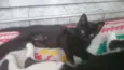 Panterinha