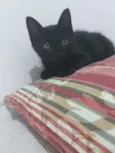 Panterinha