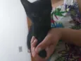 Panterinha