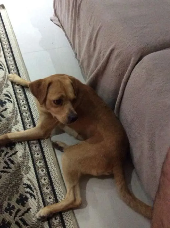 Cachorro ra a srd idade 2 anos nome max