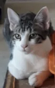 Amora e Leon