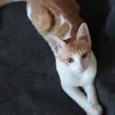 Amora e Leon