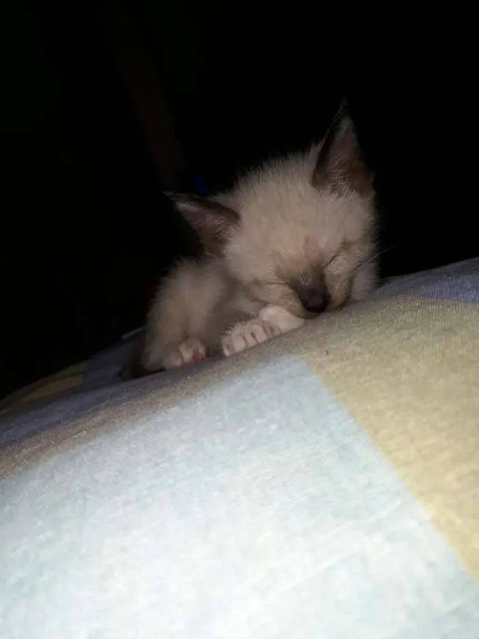 Gato ra a Sem raça definida idade Abaixo de 2 meses nome Filhotes