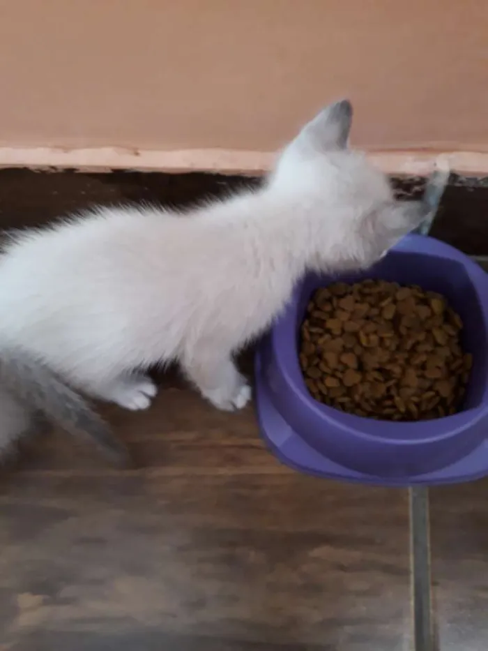 Gato ra a Sem raça definida idade Abaixo de 2 meses nome Filhotes