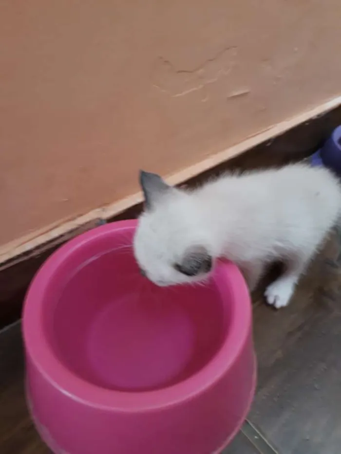 Gato ra a Sem raça definida idade Abaixo de 2 meses nome Filhotes