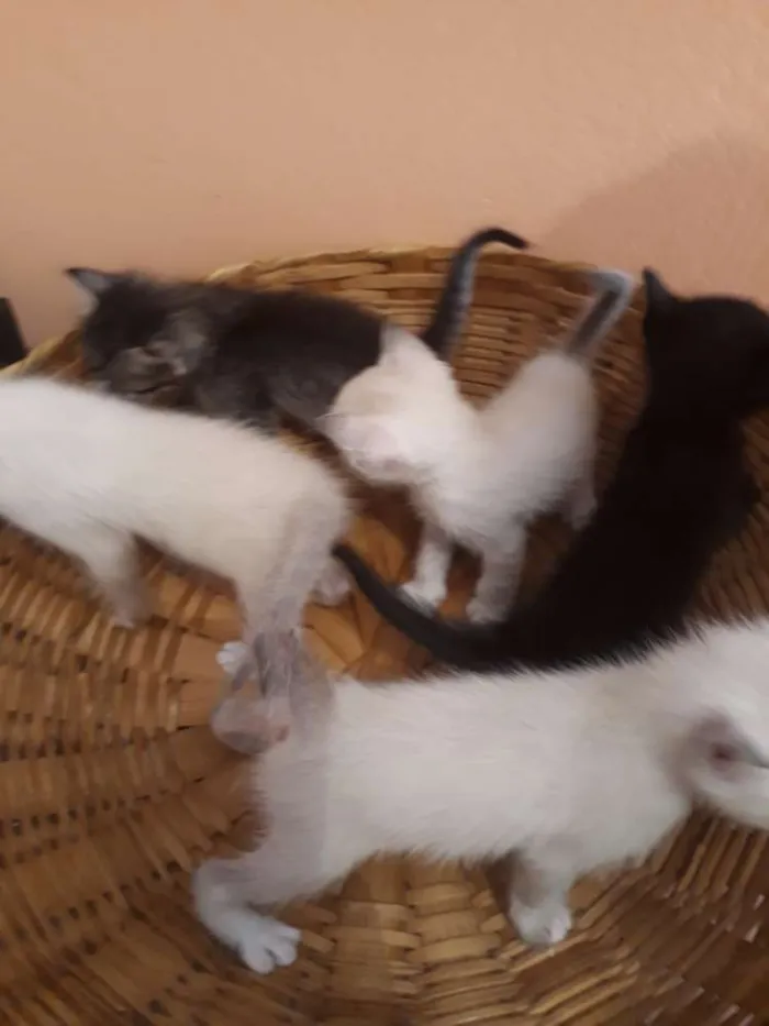 Gato ra a Sem raça definida idade Abaixo de 2 meses nome Filhotes