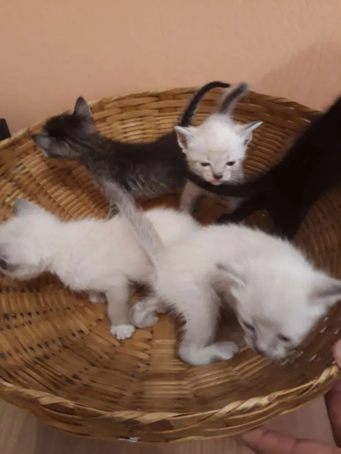 Gato ra a Sem raça definida idade Abaixo de 2 meses nome Filhotes