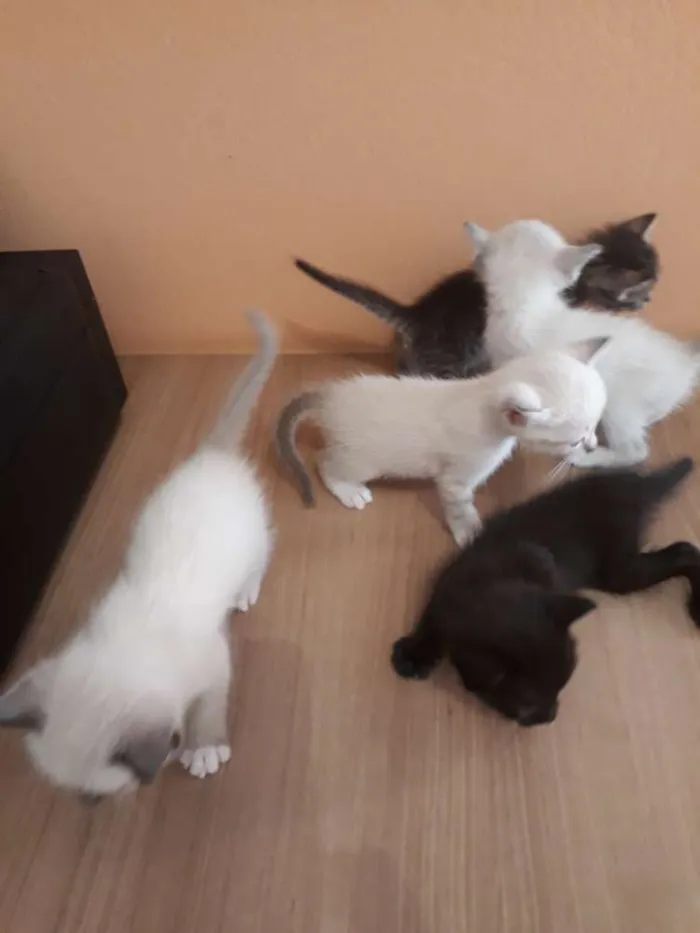 Gato ra a Sem raça definida idade Abaixo de 2 meses nome Filhotes