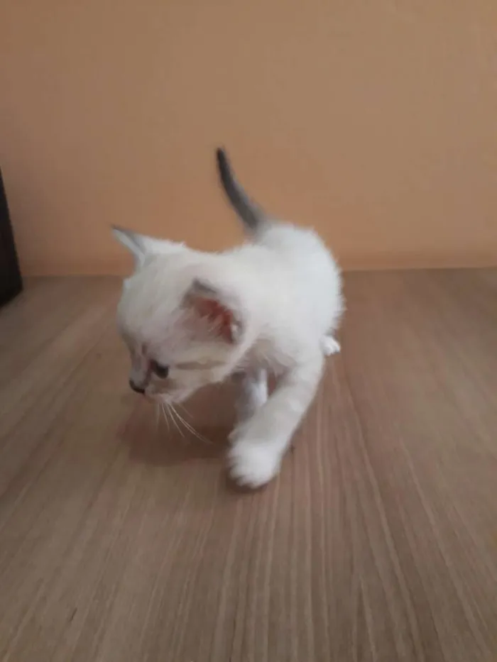 Gato ra a Sem raça definida idade Abaixo de 2 meses nome Filhotes