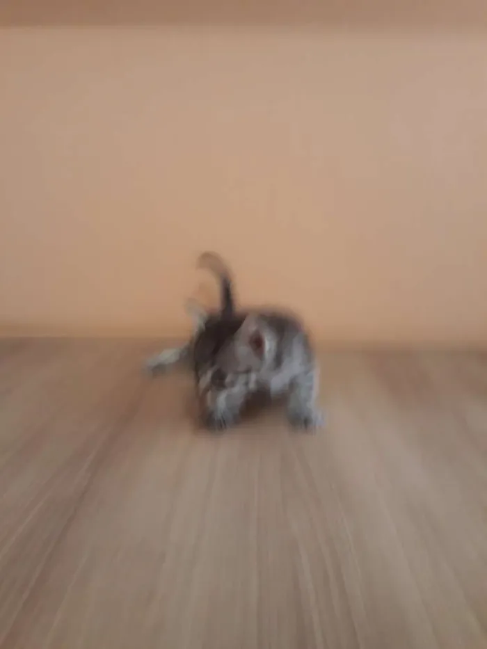 Gato ra a Sem raça definida idade Abaixo de 2 meses nome Filhotes