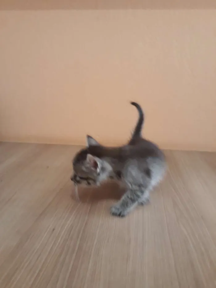 Gato ra a Sem raça definida idade Abaixo de 2 meses nome Filhotes