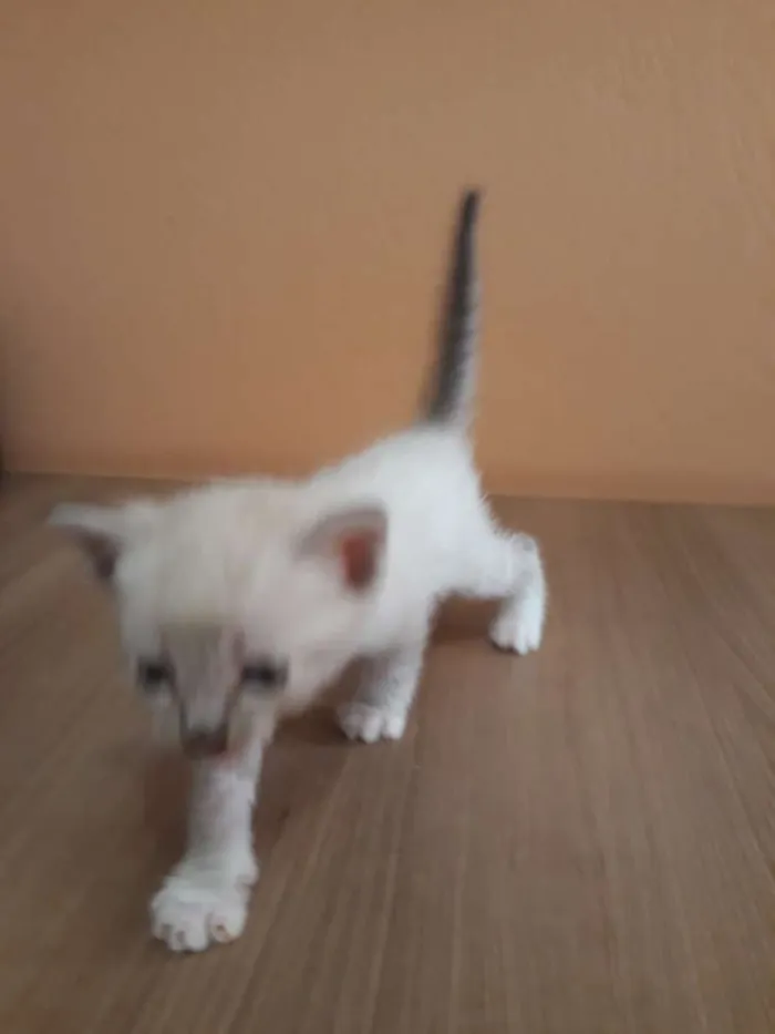 Gato ra a Sem raça definida idade Abaixo de 2 meses nome Filhotes
