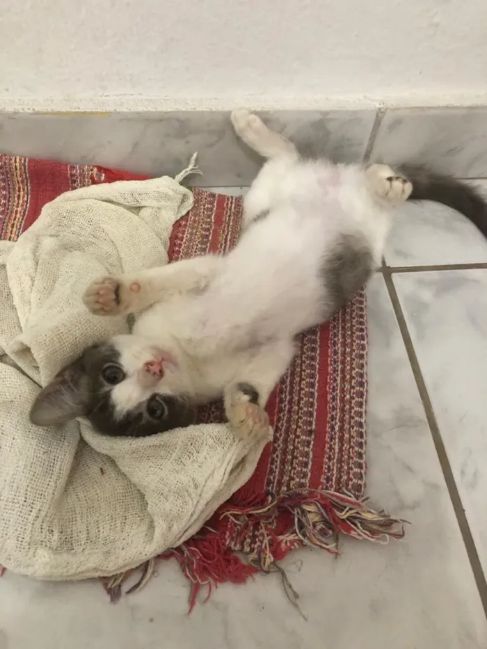 Gato ra a Não definida  idade 2 a 6 meses nome Lichia