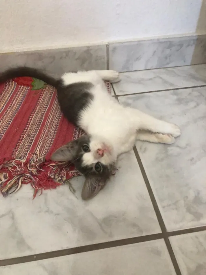 Gato ra a Não definida  idade 2 a 6 meses nome Lichia