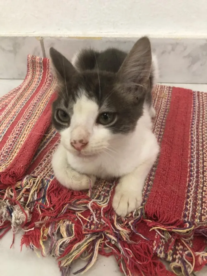 Gato ra a Não definida  idade 2 a 6 meses nome Lichia