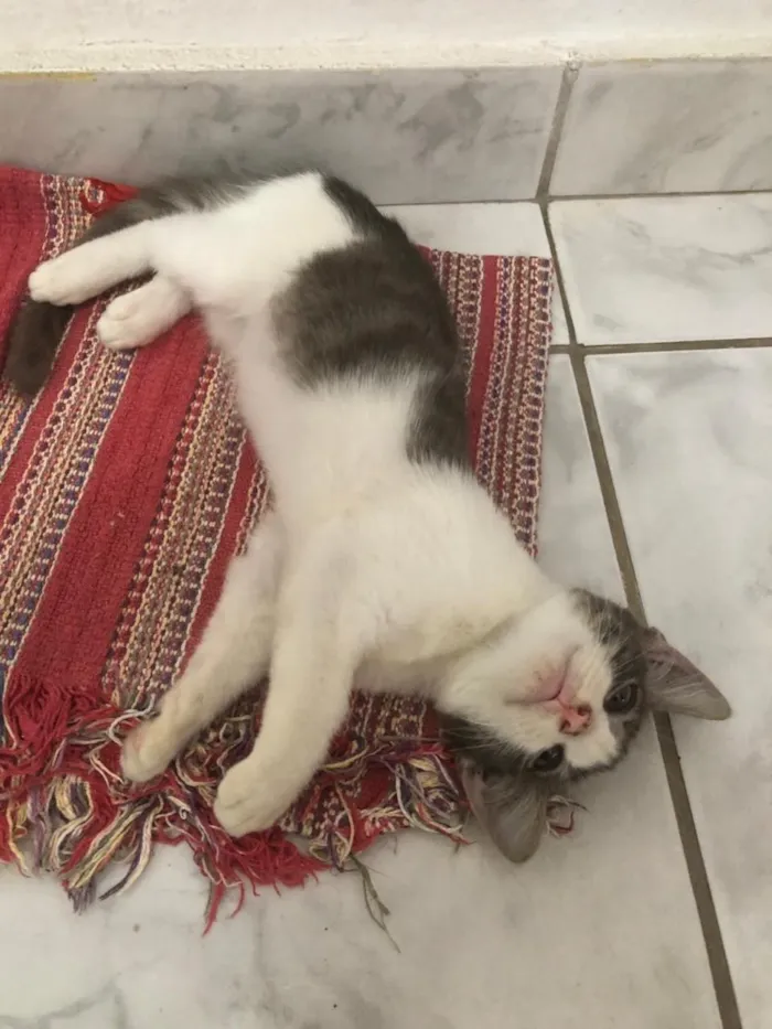 Gato ra a Não definida  idade 2 a 6 meses nome Lichia