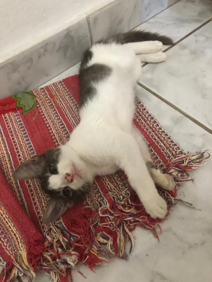 Gato ra a Não definida  idade 2 a 6 meses nome Lichia