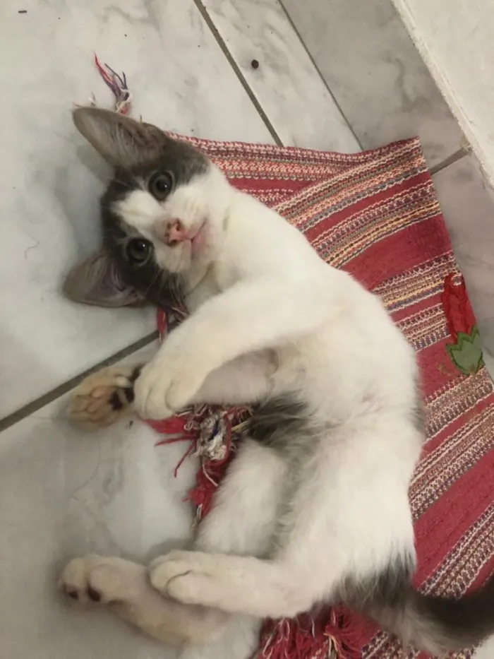 Gato ra a Não definida  idade 2 a 6 meses nome Lichia