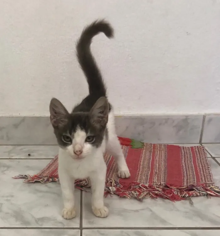 Gato ra a Não definida  idade 2 a 6 meses nome Lichia