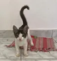 Lichia