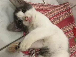 Gato raça Não definida  idade 2 a 6 meses nome Lichia
