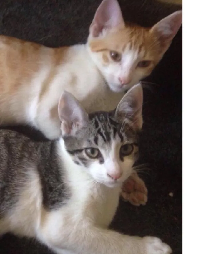 Gato ra a Nao definida  idade 2 a 6 meses nome Amora e Leon