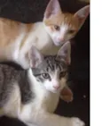 Amora e Leon