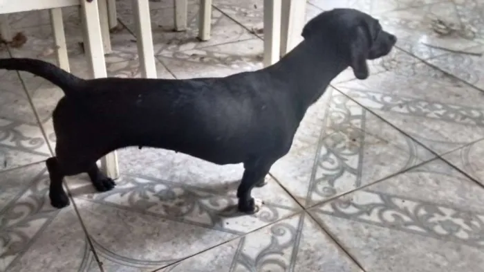 Cachorro ra a Basset-Cofap idade 2 anos nome Mila