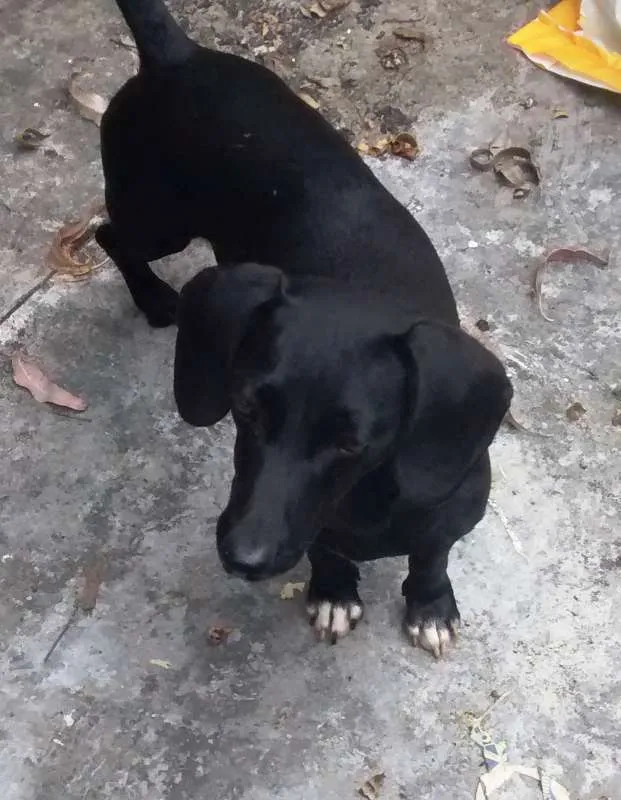 Cachorro ra a Basset-Cofap idade 2 anos nome Mila
