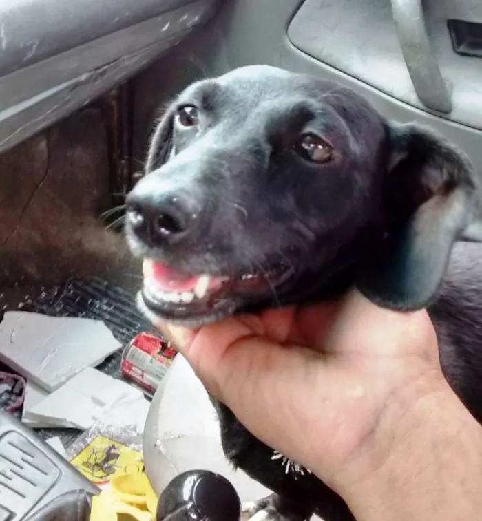 Cachorro ra a Basset-Cofap idade 2 anos nome Mila