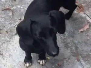 Cachorro raça Basset-Cofap idade 2 anos nome Mila