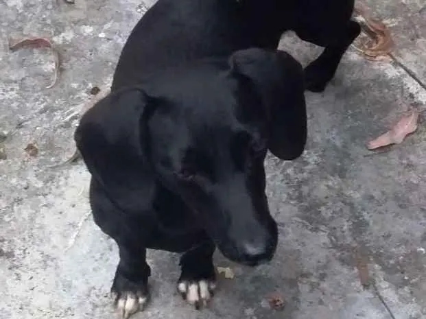 Cachorro ra a Basset-Cofap idade 2 anos nome Mila