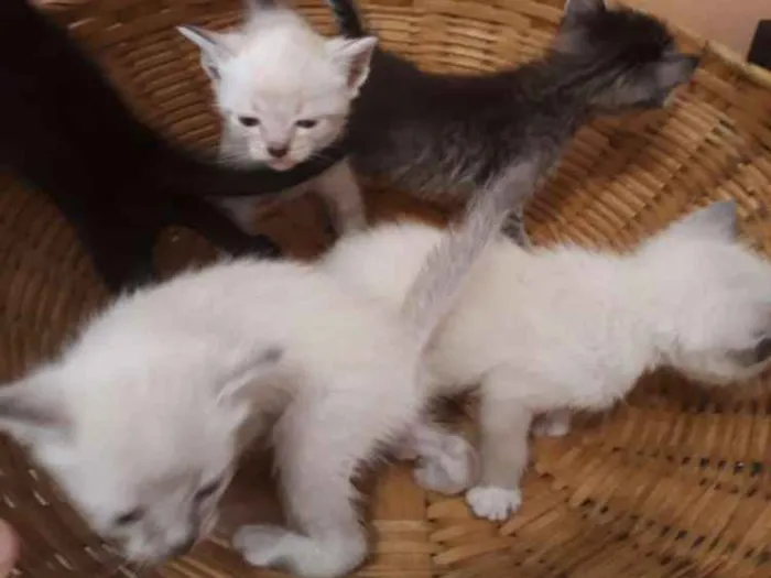 Gato ra a Sem raça definida idade Abaixo de 2 meses nome Filhotes