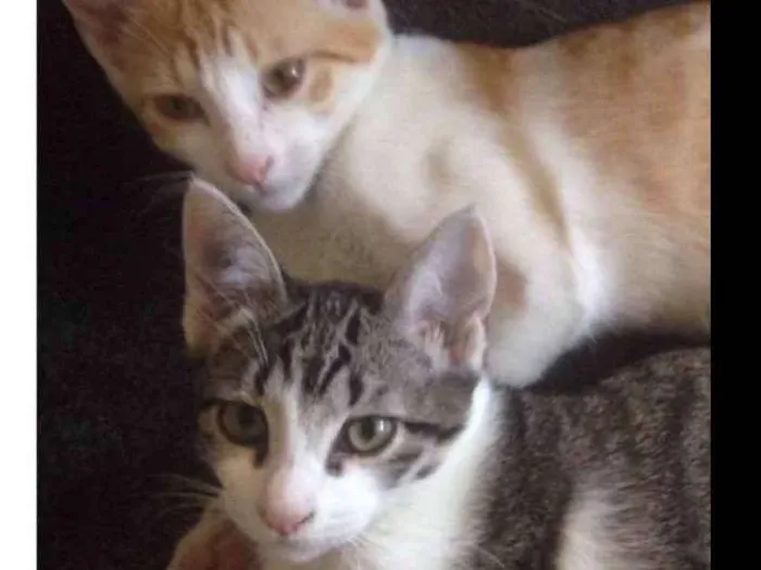 Gato ra a Nao definida  idade 2 a 6 meses nome Amora e Leon