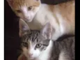 Amora e Leon