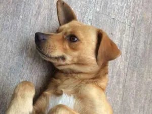 Cachorro raça srd idade 2 anos nome max