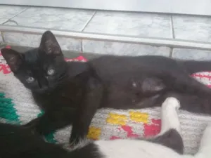 Gato raça SRD idade 2 a 6 meses nome Panterinha