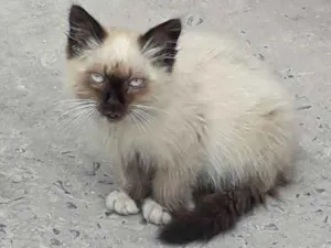 Gato raça Viralata idade 2 a 6 meses nome Não  tem
