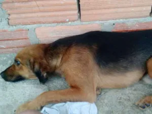 Cachorro raça Viralata idade 2 anos nome Scooby doo