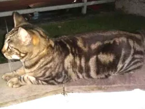 Gato raça SRD idade  nome Não sei