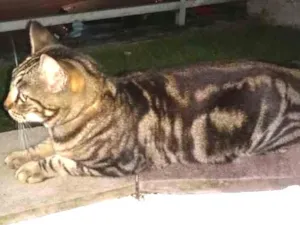 Gato raça SRD idade  nome Não sei