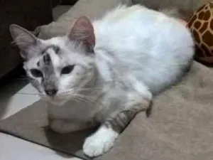 Gato raça Indefinida idade 1 ano nome Lua 