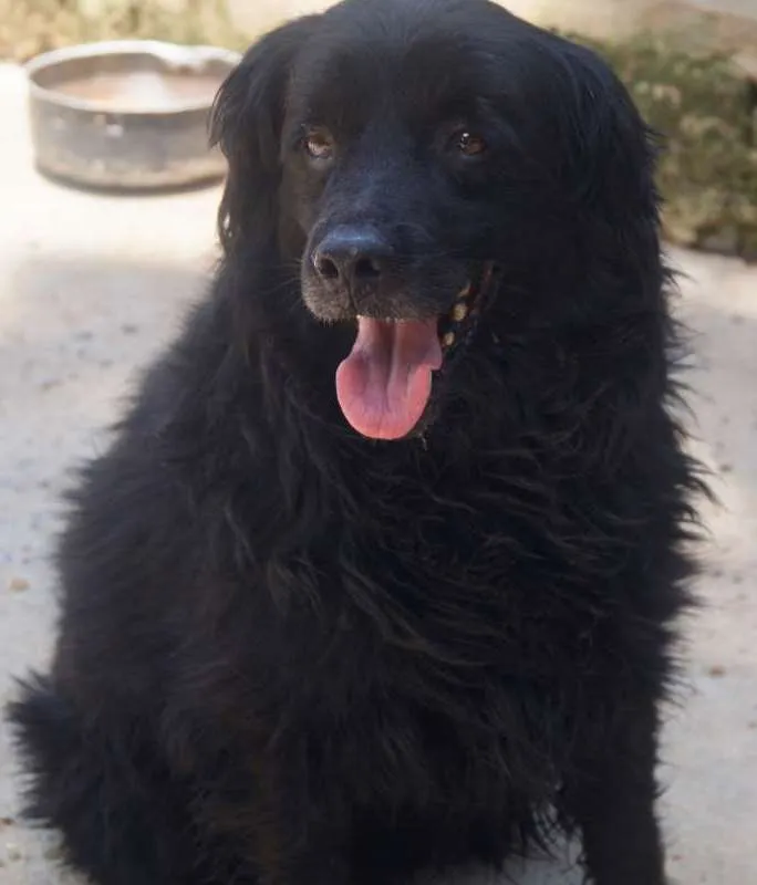 Cachorro ra a Cocker idade 2 anos nome Mozart